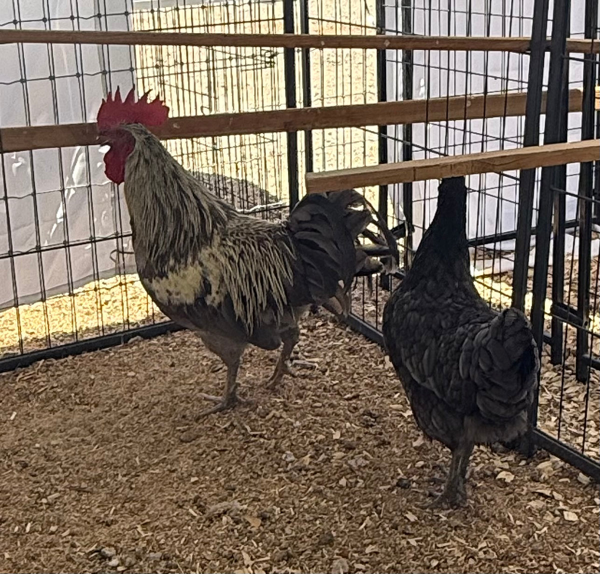 Silverudd's Blue Day Old Chicks- Local PICK-UP only