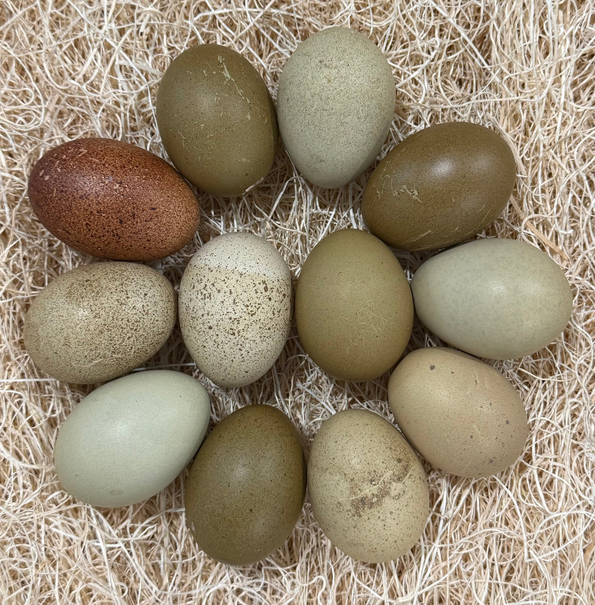 Olive Egger Hatching Eggs