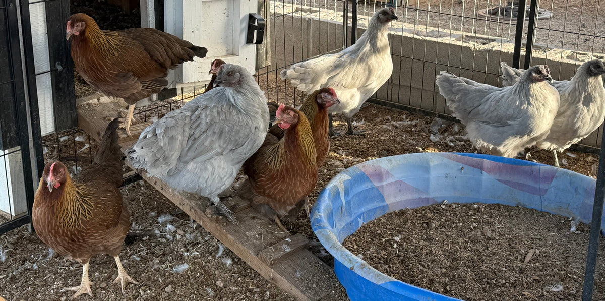 Lavender Birchen Marans