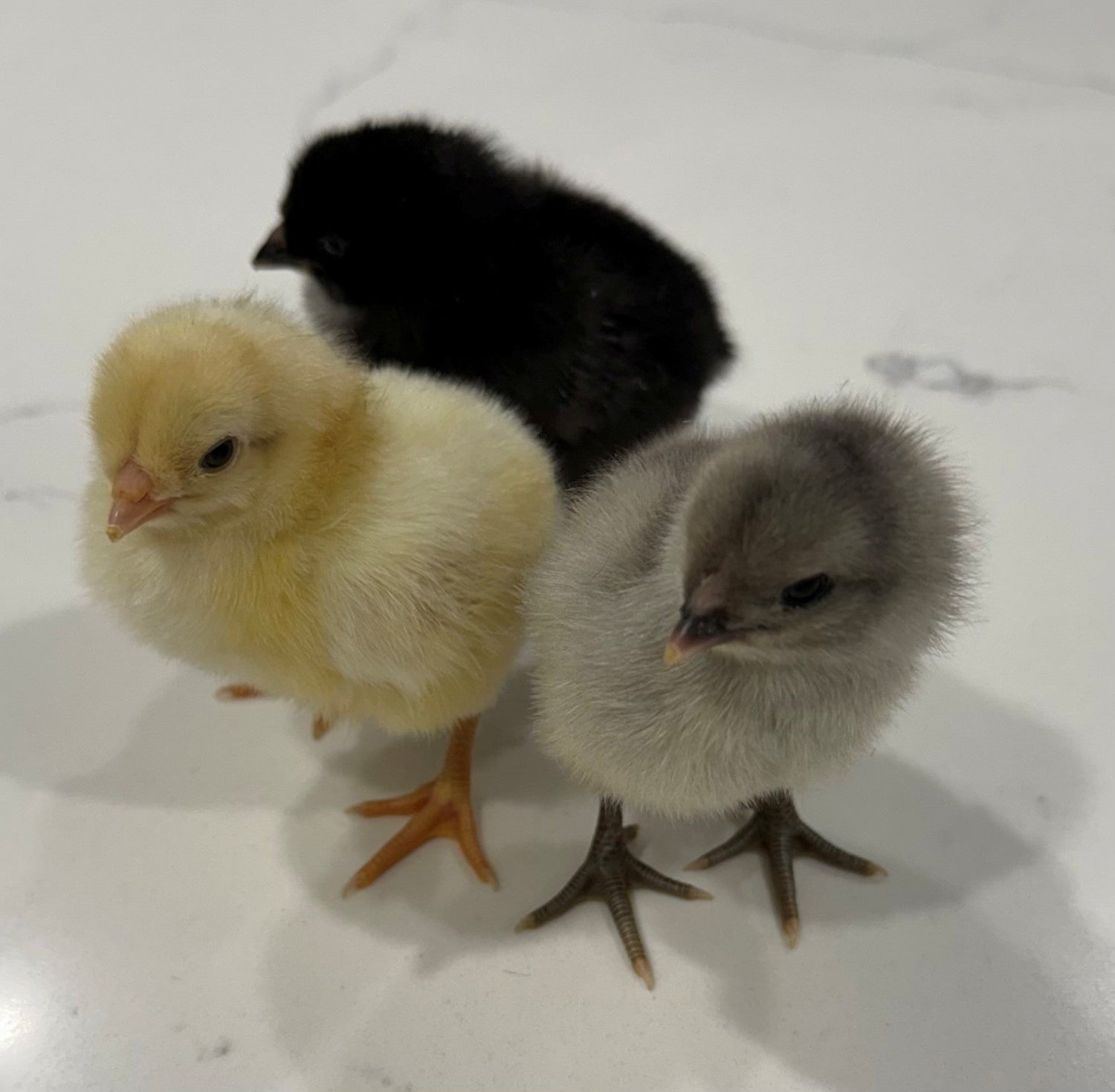 Baby Chicks - Coming Soon!