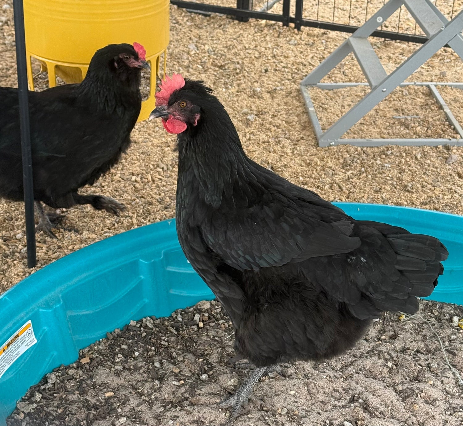 Grow Out Pullets