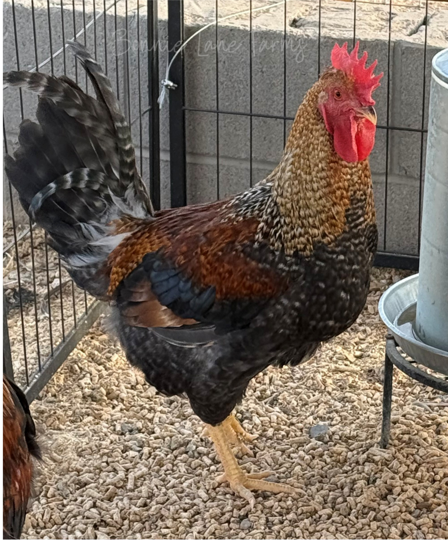 Breeding Roosters/Cockerels