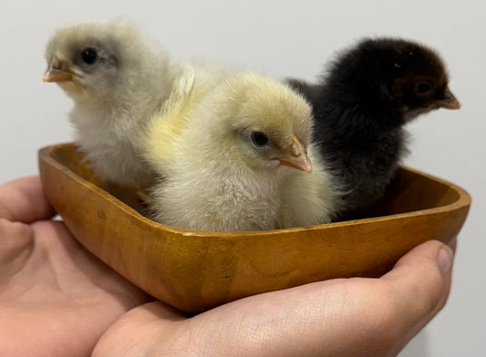 Silverudd's Blue Day Old Chicks- Local PICK-UP only