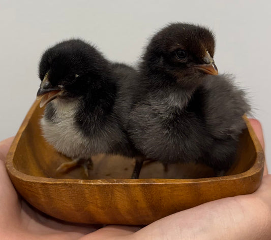 Olive Egger Hatching Eggs