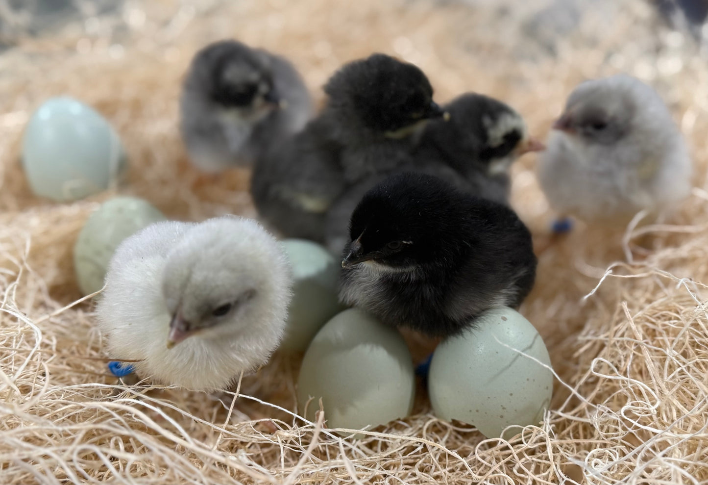 Silverudd's Blue Day Old Chicks- Local PICK-UP only
