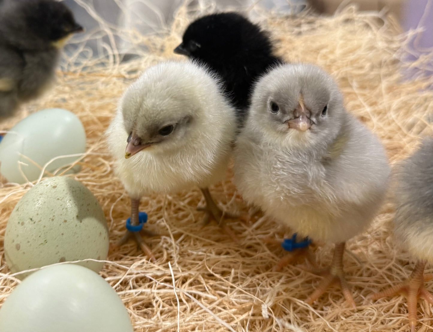 Silverudd's Blue Day Old Chicks- Local PICK-UP only