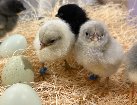 Silverudd's Blue Day Old Chicks- Local PICK-UP only
