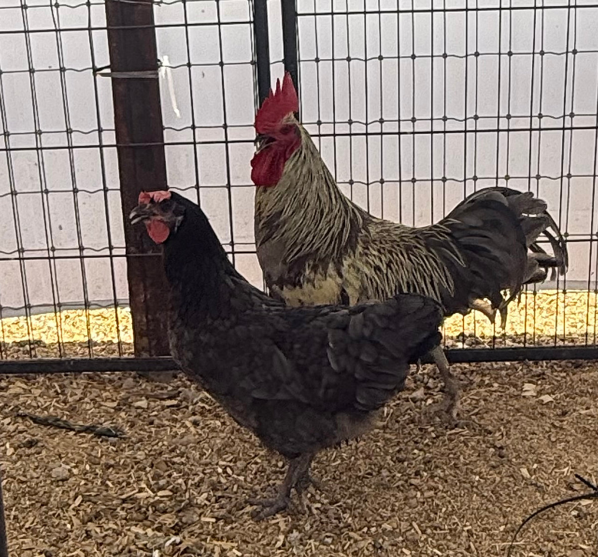 Silverudd Blue Hatching Eggs