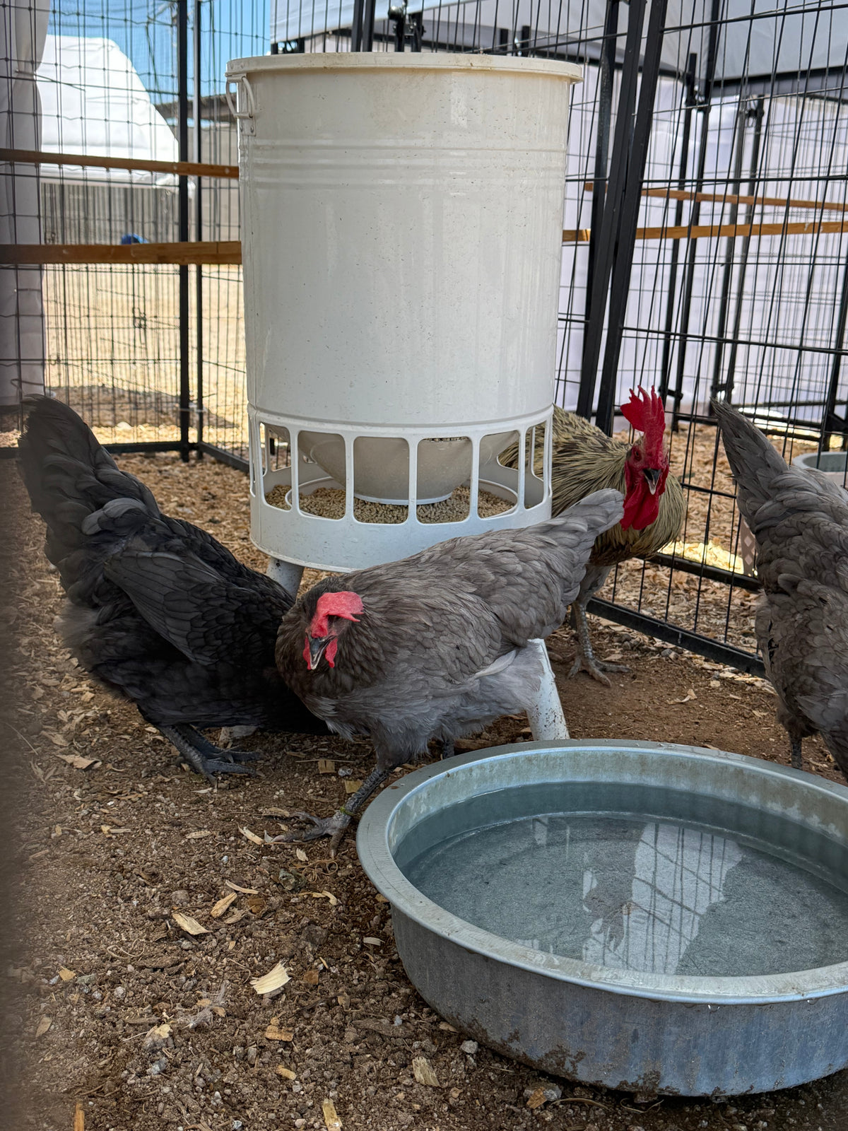 Silverudd Blue Hatching Eggs