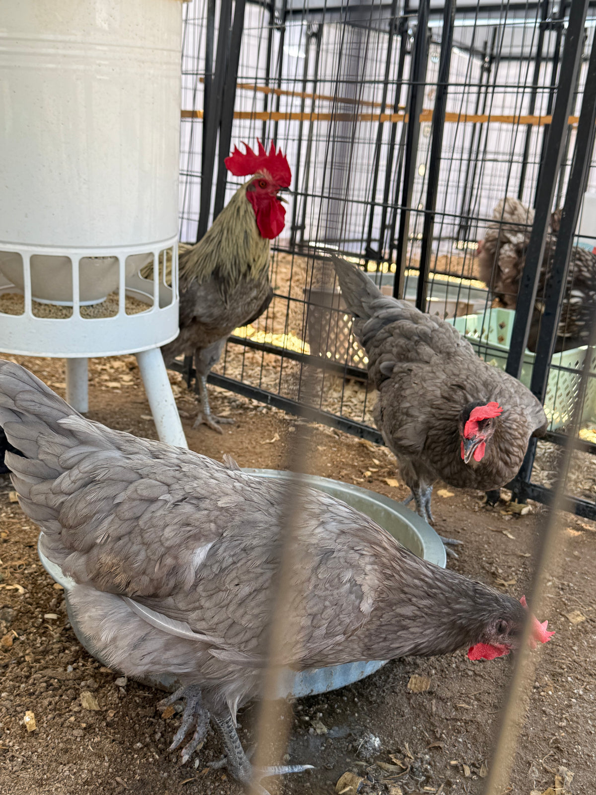 Silverudd Blue Hatching Eggs