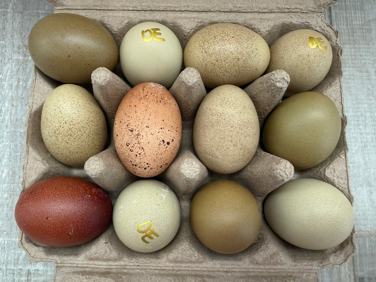 Olive Egger Hatching Eggs