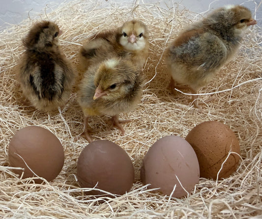 Crele Penedesenca Chicks