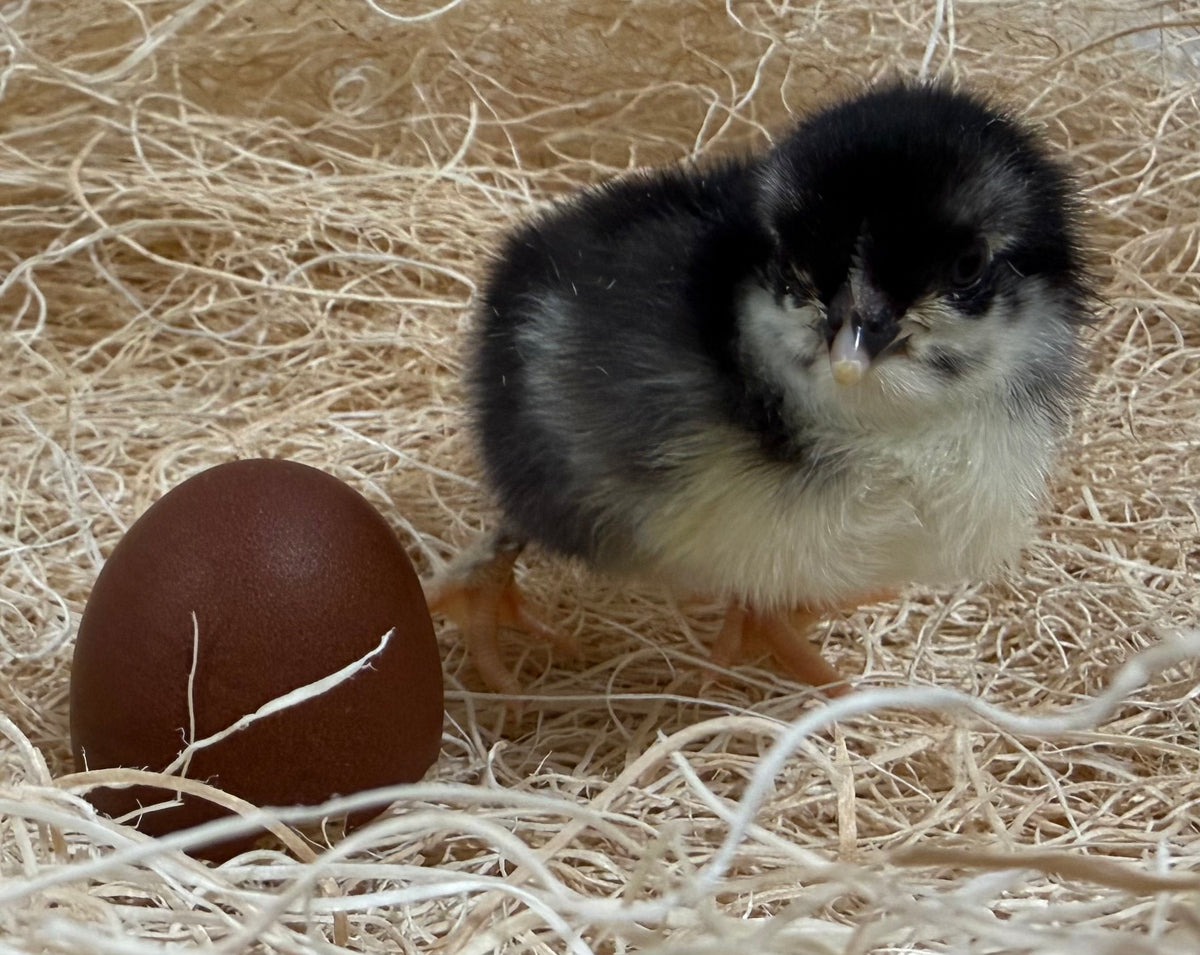 Black Copper Marans Chicks