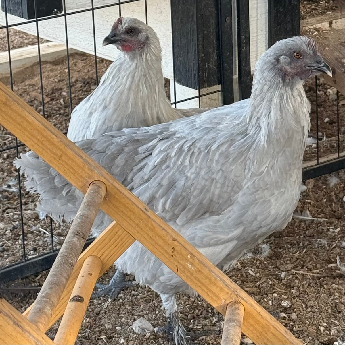 Lavender Birchen Marans