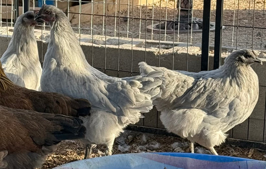 Lavender Birchen Marans