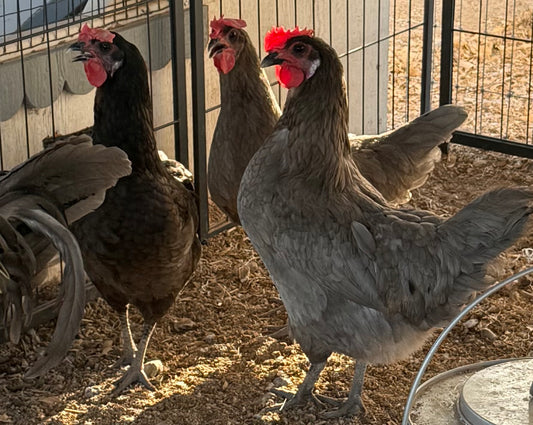 Silverudds Blue