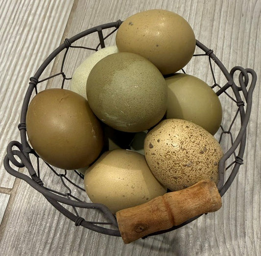 Olive Egger Hatching Eggs- local pickup only!