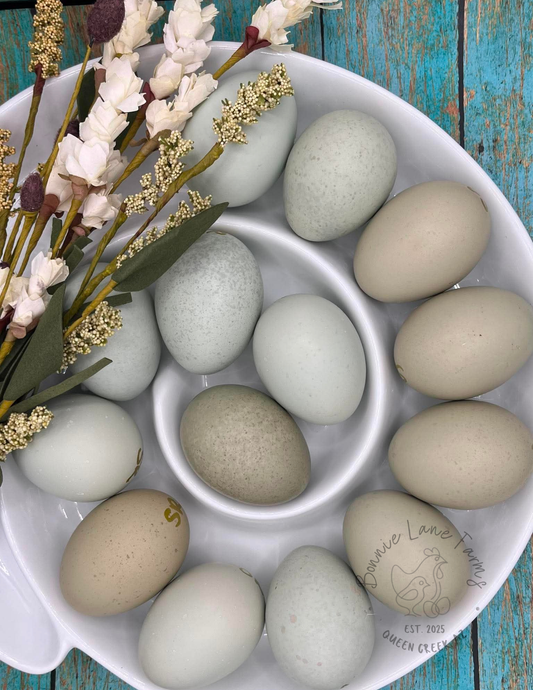 Silverudd Blue Hatching Eggs